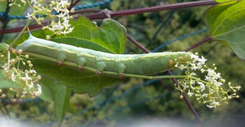 Macroglossa stellatarum? Bruco - S